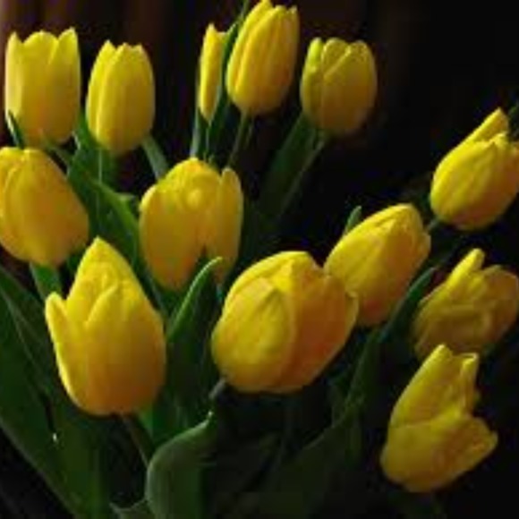 yellow_tulips